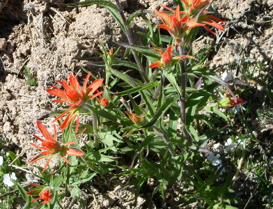 [A plant which has red-orange ends to the tips of its leaves making it appear to be a flower since the leaves grow in a bunch which slowly open at the top. The rest of the plant is green.]